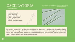 OSCILLATORIA
Cianobacteria
Dominio: Bacteria
Reino: Bacteria
Phylum: Cyanobacteria
Clase: Cyanophyceae
Orden: Poales
Familia: Oscillatoriaceae
Familia: Cyperaceae
División: Antófitos (Angiospermas)
Nombre científico: Oscillatoria sp
Este género pertenece a la clase Oscillatoriales de la división Cyanobacteria. Se caracteriza por
estar formada por largos filamentos de células aplanadas y sin vaina mucilaginosa de color verde
oscuro, muy comunes en los tapetes microbianos en ambientes tanto marinos como dulceacuícolas,
y sobre todo en presencia de altas cargas orgánicas.
 