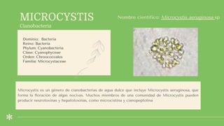 MICROCYSTIS
Cianobacteria
Dominio: Bacteria
Reino: Bacteria
Phylum: Cyanobacteria
Clase: Cyanophyceae
Orden: Chroococcales
Familia: Microcystaceae
Familia: Cyperaceae
División: Antófitos (Angiospermas)
Nombre científico: Microcystis aeruginosa sp
Microcystis es un género de cianobacterias de agua dulce que incluye Microcystis aeruginosa, que
forma la floración de algas nocivas. Muchos miembros de una comunidad de Microcystis pueden
producir neurotoxinas y hepatotoxinas, como microcistina y cianopeptolina
 