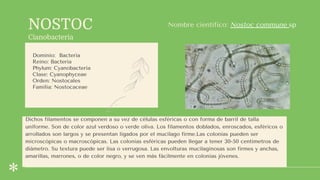 NOSTOC
Cianobacteria
Dominio: Bacteria
Reino: Bacteria
Phylum: Cyanobacteria
Clase: Cyanophyceae
Orden: Nostocales
Familia: Nostocaceae
Familia: Cyperaceae
División: Antófitos (Angiospermas)
Nombre científico: Nostoc commune sp
Dichos filamentos se componen a su vez de células esféricas o con forma de barril de talla
uniforme. Son de color azul verdoso o verde oliva. Los filamentos doblados, enroscados, esféricos o
arrollados son largos y se presentan ligados por el mucílago firme.Las colonias pueden ser
microscópicas o macroscópicas. Las colonias esféricas pueden llegar a tener 30-50 centímetros de
diámetro. Su textura puede ser lisa o verrugosa. Las envolturas mucilaginosas son firmes y anchas,
amarillas, marrones, o de color negro, y se ven más fácilmente en colonias jóvenes.
 