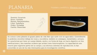 PLANARIA
Invertebrado
Dominio: Eucariota
Reino: Animalia
Phylum: Platyhelminthes
Clase: Turbellaria
Orden: Tricladida
Familia: Planariidae
Nombre científico: Planaria torva sp
Se conoce como planaria al gusano plano de vida libre que suele vivir en agua dulce. Generalmente
lo podemos encontrar debajo de rocas y escombros, también en estanques, manantiales y arroyos.
Se caracterizan por tener un cuerpo blando, ancho y en forma de hoja, un tracto digestivo en tres
ramificaciones y dos manchas oculares que actúan como fotorreceptores. La capacidad de este
insecto para regenerar partes de su cuerpo y sus diversos sistemas de reproducción, lo han
convertido en uno de los más interesantes para la investigación científica.
 