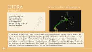 HIDRA
Invertebrado
Dominio: Eucariota
Reino: Animalia
Phylum: Cnidaria
Clase: Hydrozoa
Orden: Hydreyueduoida
Familia: Hydridae
Nombre científico: Hydra viridis sp
Es un animal invertebrado. Como todos los cnidarios poseen simetría radial y constan de solo dos
capas de células separadas por una mesoglea gelatinosa; la capa externa es la ectodermis y la capa
interna se llama la gastrodermis. Por lo general, las hidras poseen unos pocos milímetros de
longitud de 1 mm a 20 mm cuando están totalmente extendidas. Tienen el cuerpo tubular terminado
por un simple pie adhesivo llamado disco basal. Las células glandulares basales en el disco secretan
un líquido pegajoso que es el que le confiere sus propiedades adhesivas.
 