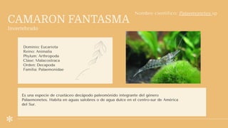 CAMARON FANTASMA
Invertebrado
Dominio: Eucariota
Reino: Animalia
Phylum: Arthropoda
Clase: Malacostraca
Orden: Decapoda
Familia: Palaemonidae
Nombre científico: Palaemonetes sp
Es una especie de crustáceo decápodo paleomónido integrante del género
Palaemonetes. Habita en aguas salobres o de agua dulce en el centro-sur de América
del Sur.
 