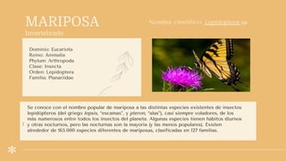 MARIPOSA
Invertebrado
Dominio: Eucariota
Reino: Animalia
Phylum: Arthropoda
Clase: Insecta
Orden: Lepidoptera
Familia: Planariidae
Nombre científico: Lepidoptera sp
/
Se conoce con el nombre popular de mariposa a las distintas especies existentes de insectos
lepidópteros (del griego lepsis, “escamas”, y pteron, “alas”), casi siempre voladores, de los
más numerosos entre todos los insectos del planeta. Algunas especies tienen hábitos diurnos
y otras nocturnos, pero las nocturnas son la mayoría (y las menos populares). Existen
alrededor de 165.000 especies diferentes de mariposas, clasificadas en 127 familias.
 
