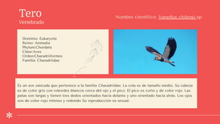 Tero
Vertebrado
Dominio: Eukaryota
Reino: Animalia
Phylum:Chordata
Clase:Aves
Orden:Charadriiformes
Familia: Charadriidae
Nombre científico: Vanellus chilensi sp
Es un ave zancuda que pertenece a la familia Charadriidae. La cola es de tamaño medio. Su cabeza
es de color gris con rebordes blancos cerca del ojo y el pico. El pico es corto y de color rojo. Las
patas son largas y tienen tres dedos orientados hacia delante y uno orientado hacia atrás. Los ojos
son de color rojo intenso y redondo Su reproducción es sexual.
 