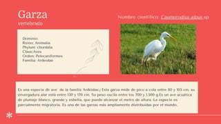 Garza
vertebrado
Dominio:
Reino: Animalia
Phylum: chordata
Clase:Aves
Orden: Pelecaniformes
Familia: Ardeidae
Nombre científico: Casmerodius albus sp
Es una especie de ave de la familia Ardeidae.] Esta garza mide de pico a cola entre 80 y 105 cm, su
envergadura alar está entre 130 y 170 cm. Su peso oscila entre los 700 y 1,500 g.Es un ave acuática
de plumaje blanco, grande y esbelta, que puede alcanzar el metro de altura. La especie es
parcialmente migratoria. Es una de las garzas más ampliamente distribuidas por el mundo.
 
