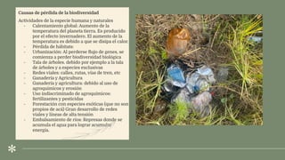 .
Causas de pérdida de la biodiversidad
Actividades de la especie humana y naturales
- Calentamiento global: Aumento de la
temperatura del planeta tierra. Es producido
por el efecto invernadero. El aumento de la
temperatura es debido a que se disipa el calor.
- Pérdida de hábitats:
- Urbanización: Al perderse ﬂujo de genes, se
comienza a perder biodiversidad biológica
- Tala de árboles. debido por ejemplo a la tala
de árboles y a especies exclusivas
- Redes viales: calles, rutas, vías de tren, etc
- Ganadería y Agricultura
- Ganadería y agricultura: debido al uso de
agroquímicos y erosión
- Uso indiscriminado de agroquímicos:
fertilizantes y pesticidas
- Forestación con especies exóticas (que no son
propios de acá) Gran desarrollo de redes
viales y líneas de alta tensión
- Embalsamiento de ríos: Represas donde se
acumula el agua para lograr acumular
energía.
 
