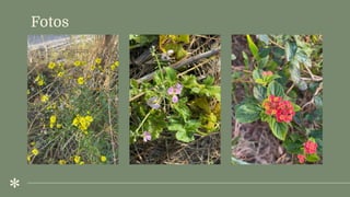 Fotos
 