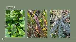 Fotos
 