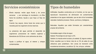 .
Servicios ecosistémicos Tipos de humedales
Artificiales: Aquellos construidos por el hombre, en los que se
reproducen mecanismos de eliminación de contaminantes
presentes en las aguas residuales, que se dan el los humedales
naturales mediante procesos: físicos, químicos y biológicos.
Naturales: Aquellos que están formados por características
propias del ambiente.
Humedales según el tipo de agua:
Salada: Porcentaje de sal mayor a 5%
Salobre: la mezcla entre la dulce y la salada. Ej: laguna costera
Dulce: aquellas que no tienen más de un 3% de sales (lo que
utilizamos para potabilizar). Son zonas de transición entre
ecosistemas terrestres y acuáticos. Ej: ríos, arroyos, cañadas
- Efecto esponja: recibe agua fluvial y de zonas
cercanas y así amortigua la inundación y la filtra
hacia los acuíferos. Ayuda a que haya un flujo de
agua.
- Cuando hay sequía, drena hacia las zonas que lo
necesita,para los organismo de las reservas.
- La presencia del agua permite el desarrollo de
organismos productores de materia orgánica y
liberadores de O2.Sirven como alimentos de otros.
- Ayuda a purificar el agua, al retener y atrapar
contaminantes.
 