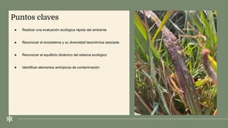.
Puntos claves
● Realizar una evaluación ecológica rápida del ambiente
● Reconocer el ecosistema y su diversidad taxonómica asociada
● Reconocer el equilibrio dinámico del sistema ecológico
● Identificar elementos antròpicos de contaminaciòn
 