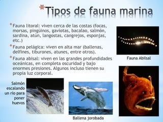 *
*Fauna litoral: viven cerca de las costas (focas,
morsas, pingüinos, gaviotas, bacalao, salmón,
sardina, atún, langostas, cangrejos, esponjas,
etc.)
*Fauna pelágica: viven en alta mar (ballenas,
delfines, tiburones, atunes, entre otros).
*Fauna abisal: viven en las grandes profundidades
oceánicas, en completa oscuridad y bajo
enormes presiones. Algunos incluso tienen su
propia luz corporal.
Fauna Abilsal
Salmón
escalando
un río para
poner
huevos
Ballena jorobada
 