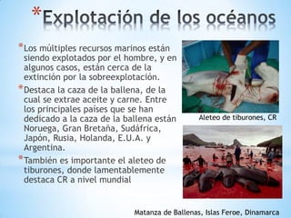 *
*Los múltiples recursos marinos están
siendo explotados por el hombre, y en
algunos casos, están cerca de la
extinción por la sobreexplotación.
*Destaca la caza de la ballena, de la
cual se extrae aceite y carne. Entre
los principales países que se han
dedicado a la caza de la ballena están
Noruega, Gran Bretaña, Sudáfrica,
Japón, Rusia, Holanda, E.U.A. y
Argentina.
*También es importante el aleteo de
tiburones, donde lamentablemente
destaca CR a nivel mundial
Aleteo de tiburones, CR
Matanza de Ballenas, Islas Feroe, Dinamarca
 
