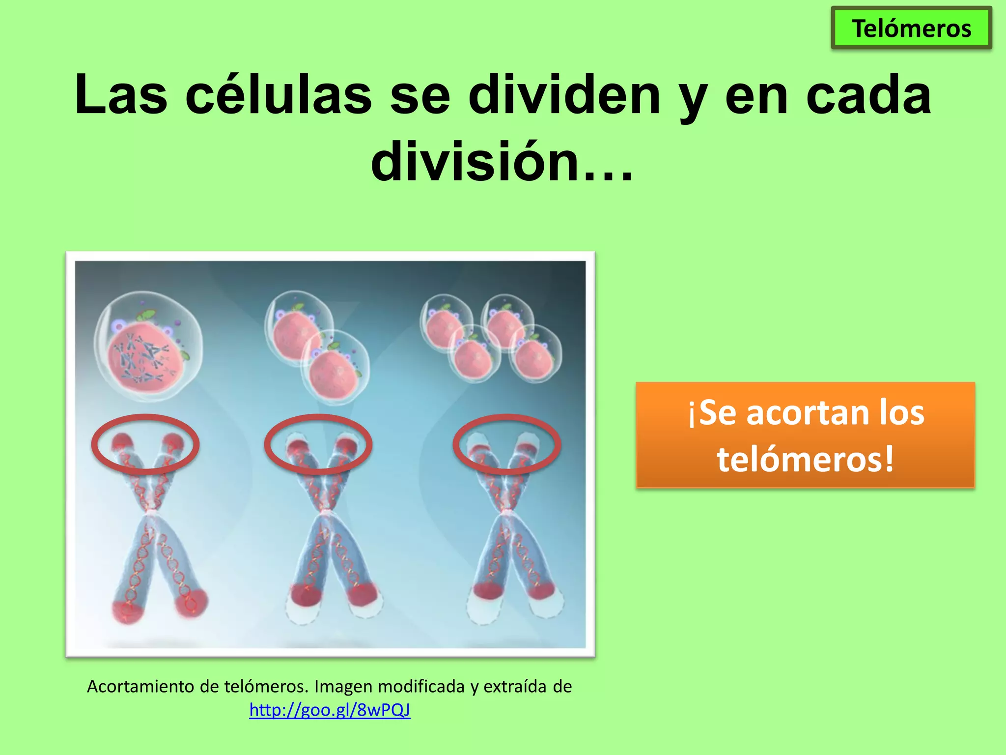 La vida en manos de los telomeros | PDF