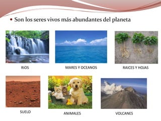 RIOS MARES Y OCEANOS RAICES Y HOJAS
SUELO ANIMALES VOLCANES
 Son los seres vivos más abundantes del planeta
 