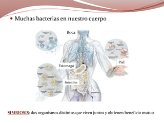 SIMBIOSIS: dos organismos distintos que viven juntos y obtienen beneficio mutuo
 Muchas bacterias en nuestro cuerpo
Boca
Estomago
Intestino
Piel
 