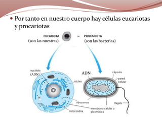 ADN(ADN)
 Por tanto en nuestro cuerpo hay células eucariotas
y procariotas
(son las nuestras) (son las bacterias)
 