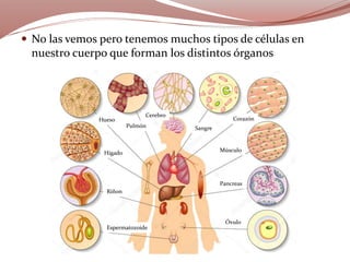 Pulmón Sangre
Hueso
Higado
Cerebro
Músculo
Corazón
Pancreas
Riñon
Espermatozoide
Óvulo
 No las vemos pero tenemos muchos tipos de células en
nuestro cuerpo que forman los distintos órganos
 