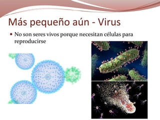 Más pequeño aún - Virus
 No son seres vivos porque necesitan células para
reproducirse
 