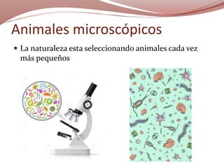 Animales microscópicos
 La naturaleza esta seleccionando animales cada vez
más pequeños
 