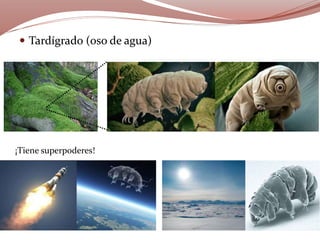  Tardígrado (oso de agua)
¡Tiene superpoderes!
 