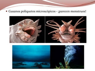  Gusanos poliquetos microscópicos - ¡parecen monstruos!
 