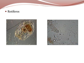  Rotíferos
 