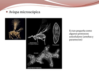  Avispa microscópica
Es tan pequeña como
algunos protozoos
unicelulares (amebas y
paramecios)
 
