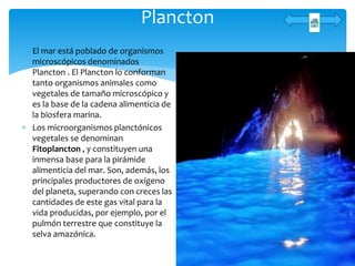  El mar está poblado de organismos
microscópicos denominados
Plancton . El Plancton lo conforman
tanto organismos animales como
vegetales de tamaño microscópico y
es la base de la cadena alimenticia de
la biosfera marina.
 Los microorganismos planctónicos
vegetales se denominan
Fitoplancton , y constituyen una
inmensa base para la pirámide
alimenticia del mar. Son, además, los
principales productores de oxígeno
del planeta, superando con creces las
cantidades de este gas vital para la
vida producidas, por ejemplo, por el
pulmón terrestre que constituye la
selva amazónica.
Plancton
 