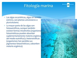  Las algas escarióticas, algas en sentido
estricto, son plantas unicelulares o
pluricelulares.
 La mayor parte de las algas son
fotoautróficas, aunque también
existen formas mixótrofas (organismos
fotosintéticos pueden absorber
suplementariamente materia orgánica
del medio eutrófico) y heterotróficas
(organismos han perdido sus
pigmentos fotosintéticos y absorben
materia orgánica).
Fitología marina
 