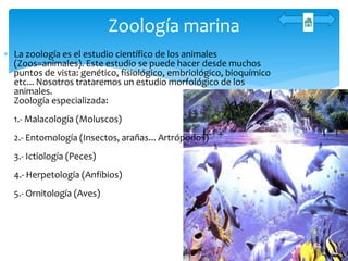  La zoología es el estudio científico de los animales
(Zoos=animales). Este estudio se puede hacer desde muchos
puntos de vista: genético, fisiológico, embriológico, bioquímico
etc... Nosotros trataremos un estudio morfológico de los
animales.
Zoología especializada:
1.- Malacología (Moluscos)
2.- Entomología (Insectos, arañas... Artrópodos)
3.- Ictiología (Peces)
4.- Herpetología (Anfibios)
5.- Ornitología (Aves)
Zoología marina
 
