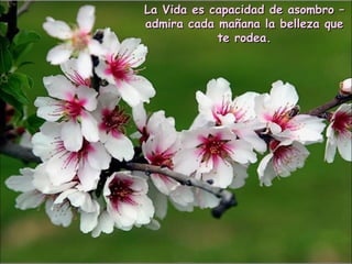 La Vida es capacidad de asombro –La Vida es capacidad de asombro –
admira cada mañana la belleza queadmira cada mañana la belleza que
te rodea.te rodea.
 