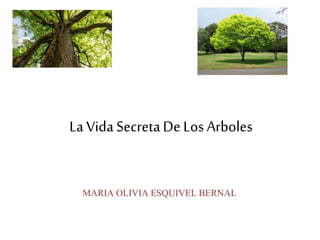 La VidaSecretaDeLos Arboles
MARIA OLIVIA ESQUIVEL BERNAL
 