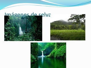 Imágenes de selva
 
