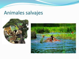 Animales salvajes
 