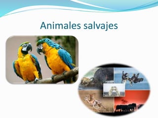 Animales salvajes
 