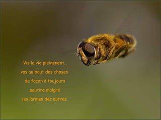 Vis la vie pleinenent,

vas au bout des choses

 de façon à toujours

    sourire malgré

les larmes des autres.
 
