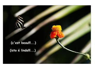 (c'est beau!!!...) (isto é lindo !!! ... ) 