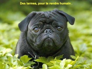 Des larmes, pour te rendre humain .
 