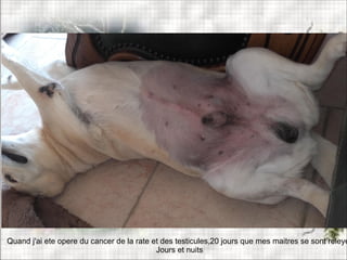 Quand j'ai ete opere du cancer de la rate et des testicules,20 jours que mes maitres se sont releye
Jours et nuits
 