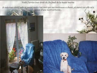 Voilà j’arrive tout droit du fin fond de la haute marne
Je suis tout chétif;sale et puant mais c’est moi que ma maîtresse a choisi,,et merci car elle m'a
sauve d'une mort certaine..
 