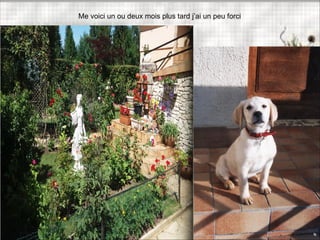 Me voici un ou deux mois plus tard j’ai un peu forci
 