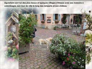 Eguisheim est l'un des plus beaux et typiques villages d'Alsace avec ses maisons à
colombages, son tour de ville le long des remparts et son château
 
