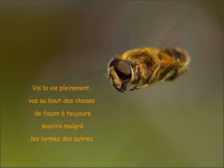 Vis la vie pleinenent,  vas au bout des choses  de façon à toujours sourire malgré  les larmes des autres. 