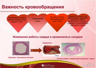 Важность кровообращения
Изменения работы сердца и кровеносных сосудов
Здоровая Коронарная Артерия
Атеросклероз / коарктаци...