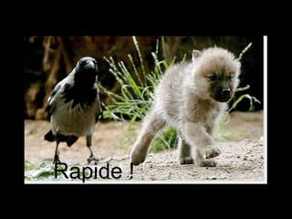 Rapide ! 