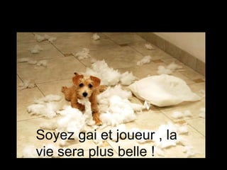 Soyez gai et joueur , la vie sera plus belle ! 