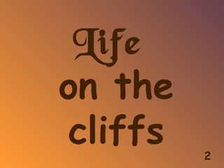Life
on the
cliffs 2
 