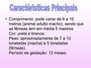 Comprimento: pode variar de 6 a 10 metros (animal adulto macho), sendo que as fêmeas tem em média 5 mestros Cor: preta e branca. Peso: aproximadamente de 7 a 10 toneladas (macha) e 5 toneladas (fêmeas). Período de gestação: 12 meses.  Caractéristicas Principais 