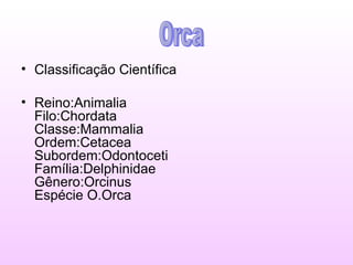 Classificação Científica Reino:Animalia Filo:Chordata  Classe:Mammalia  Ordem:Cetacea  Subordem:Odontoceti  Família:Delphinidae  Gênero:Orcinus  Espécie O.Orca Orca 