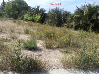 Fotografia 3
 